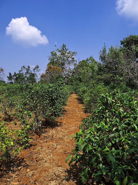 La piantagione di tè in Laos