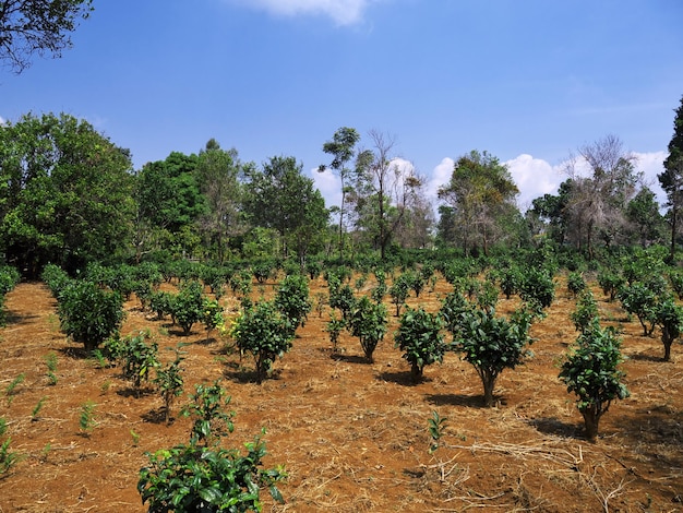 La piantagione di tè in Laos