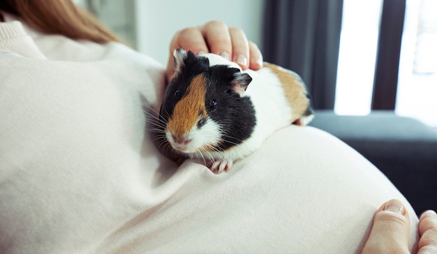 La piccola cavia seduta sulla pancia della donna incinta