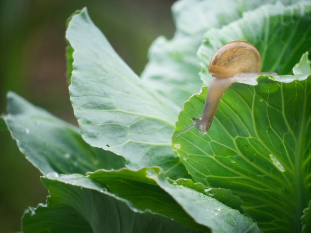 La piccola lumaca striscia sulle foglie di verdure nel tempo di goccia della pioggia.