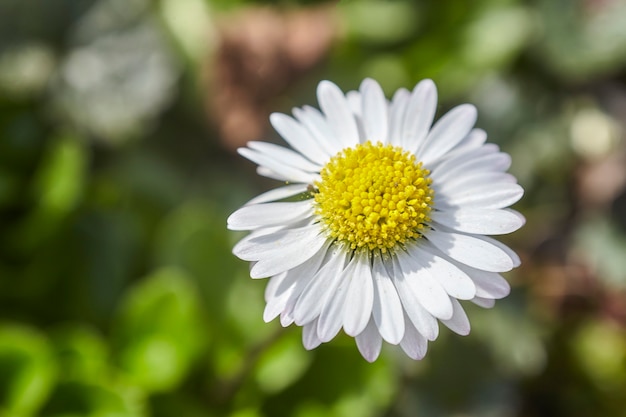 La piccola margherita cresce nel prato in primavera.