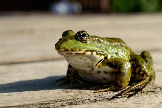 La piccola rana verde è seduta su una cuccetta di legno.