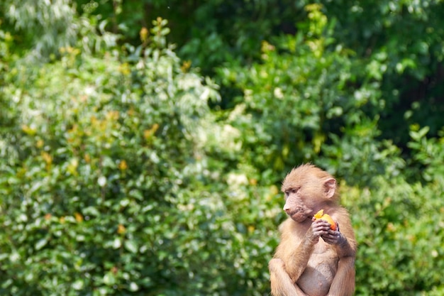 La piccola scimmia mangia un frutto