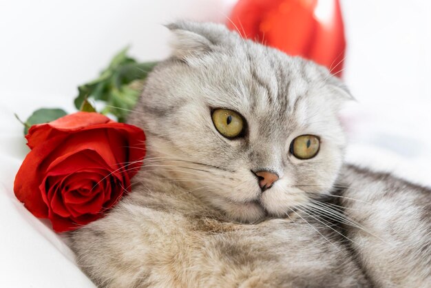 La piega scozzese di razza pura del gatto di San Valentino con una rosa rossa si trova sul letto saluti di San Valentino felici