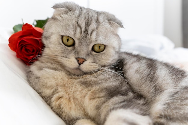 La piega scozzese di razza pura del gatto di San Valentino con una rosa rossa si trova sul letto saluti di San Valentino felici