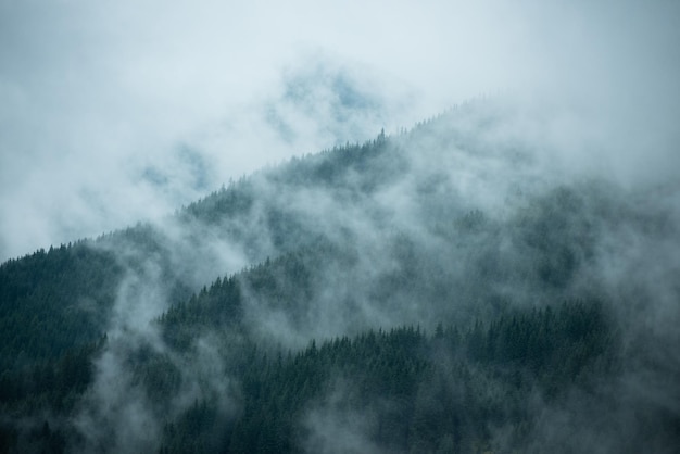 La pineta della valle nella mattinata nebbiosa Atmosfera fresca di verde.