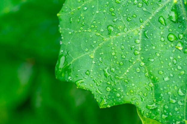 La pioggia cade sulle foglie verdi.