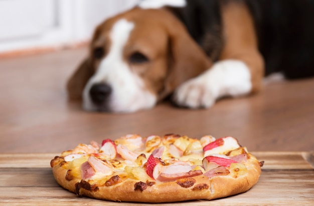 La pizza giaceva sul pavimento con un cane da lepre che la guardava