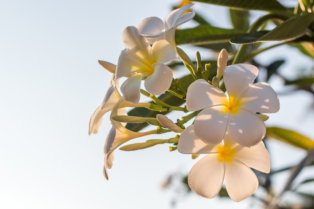 La plumeria bianca fiorisce con la luce del sole bella, fondo della sfuocatura del frangipane