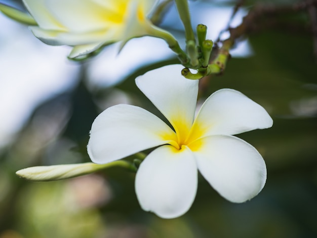 La plumeria bianca fiorisce sull&#39;albero di plumeria nel backgrpund della sfuocatura. Concetto di fiore tropicale.