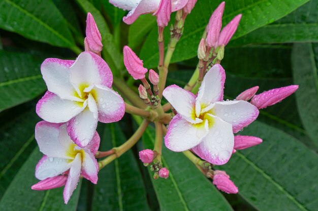 La plumeria fiorisce al mattino dopo la pioggia