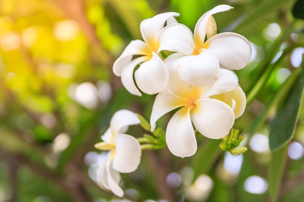 La plumeria fiorisce su bokeh, fiore bianco asiatico, Hawai, fiore del frangipane, leelawadee