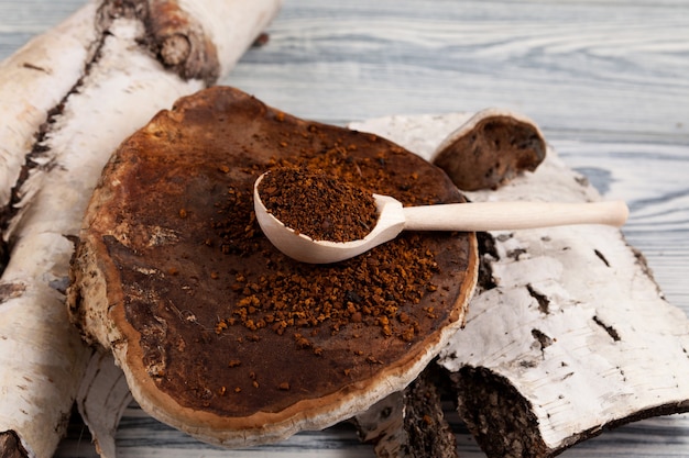 La polvere di tè Chaga secca in un cucchiaio di legno si trova su un fungo di betulla naturale accanto alla corteccia di betulla