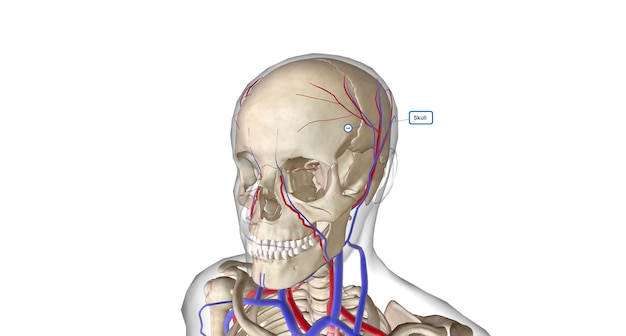 La posizione del midollo osseo