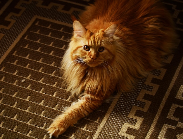 La postura regale del bellissimo gatto Maine Coon