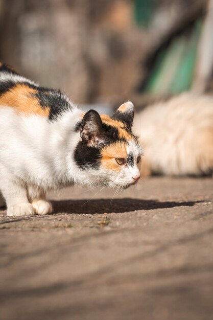 La povera madre del gatto randagio cerca il cibo per la foto dei gattini