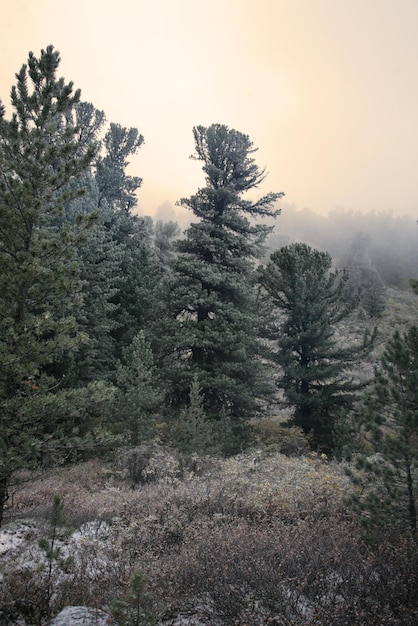 La prima neve del tardo autunno