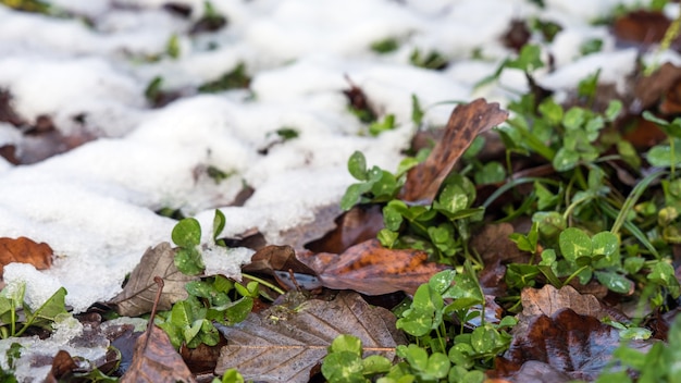 La prima neve giace sull'erba verde accanto alle foglie cadute appassite Krasnaya Polyana Russia