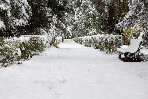 La prima neve nel parco Alberi innevati una panchina e un sentiero