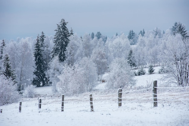 La prima neve nella foresta