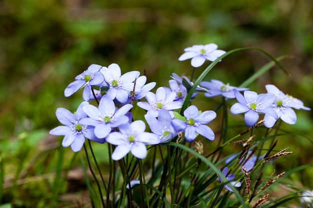 La prima primavera fiorisce i fiori viola che crescono nella foresta