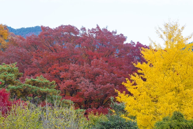 La primavera cambia colore