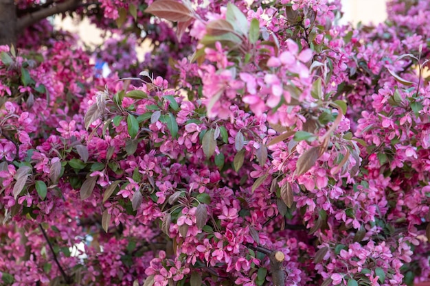 La primavera dell'albero in fiore di ciliegio Sakura si avvicina