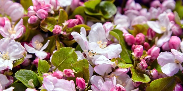 La primavera fiorisce il fondo floreale dei germogli di melo rosa e bianco