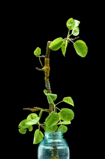 La primavera fiorisce in un vaso di vetro nel nero isolato