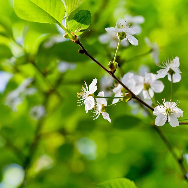 La primavera fiorisce sul ramoscello