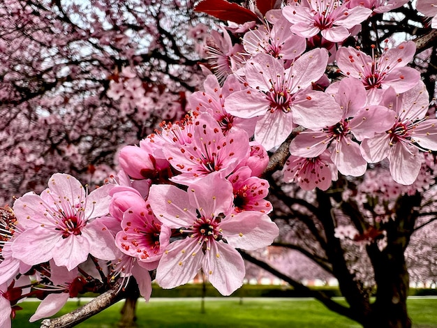 La primavera in tutta la sua gloria Fiori magicamente bellissimi