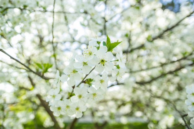 La primavera inizia in giardino.