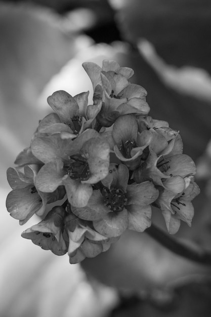 La primavera nel giardino