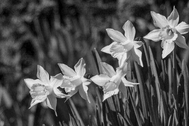 La primavera nel giardino