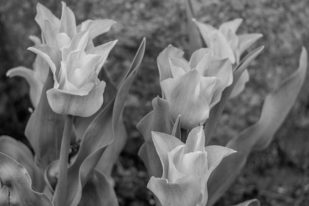 La primavera nel giardino