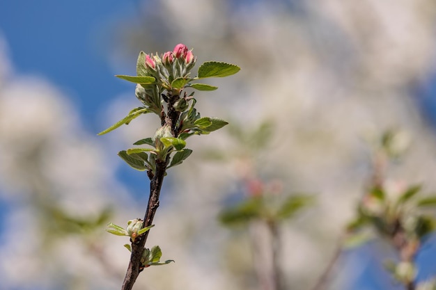 La primavera nel giardino