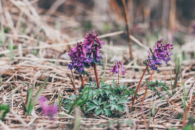 La primavera sboccia fiori selvatici