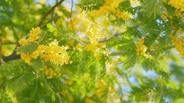 La primavera sta arrivando fiori gialli di mimosa nel giardino primaverile pianta medicinale o acacia dealbata da vicino