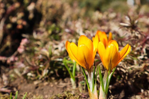 La primavera sta arrivando I primi crochi gialli nel mio giardino in una giornata di sole