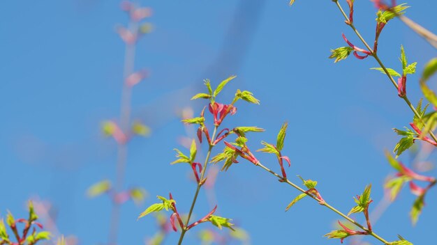 La primavera sta arrivando. Le foglie di acero alla luce del sole prima di aprirsi. Le giovani foglie verdi di acero.