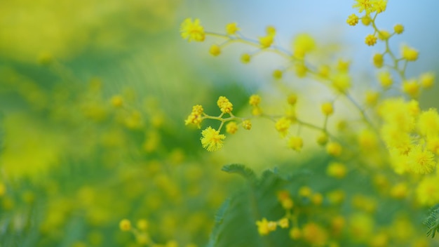 La primavera sta arrivando mimosa fiore di donna giorno primavera natura sfondi floreali primavera gentile