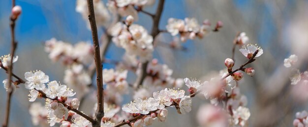La primavera sta arrivando Tempo di primavera e cartolina postale di Pasqua Fiori di ciliegio rosa e bianco in primo piano