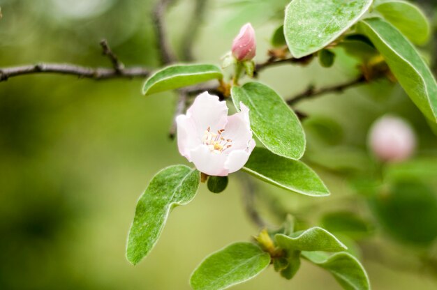 La primavera sta arrivando