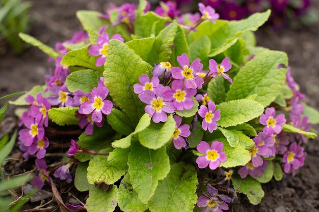 la primula viola in fiore cresce nel giardino