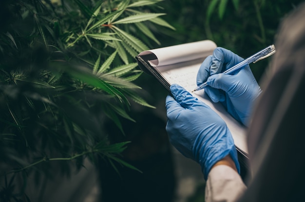 La produzione di erbe medicinali dalla marijuana nell'esperimento medico