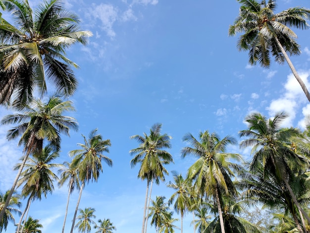 La prospettiva della piantagione di palme da cocco vicino alla spiaggia sullo sfondo del cielo blu