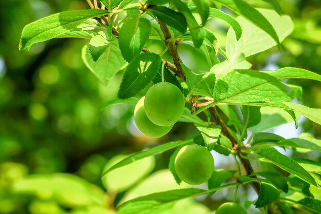 la prugna acerba verde cresce e matura su un ramo di un susino. concetto di coltivazione di prugne