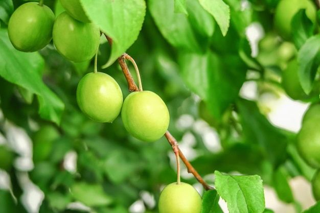 La prugna ciliegia cresce e matura su un ramo di un susino. concetto di coltivazione di prugne