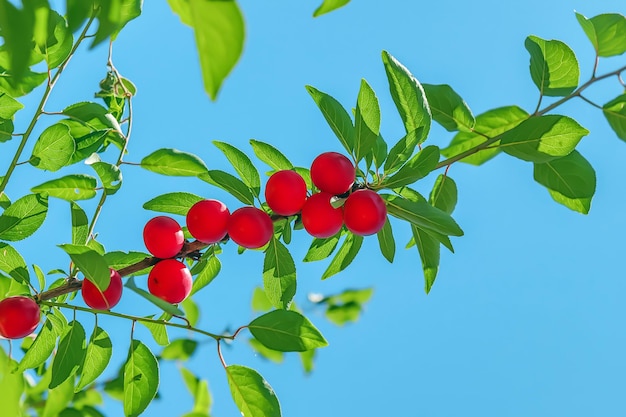 La prugna ciliegia rossa matura su un ramo Piccoli frutti rossi sui rami di un arbusto