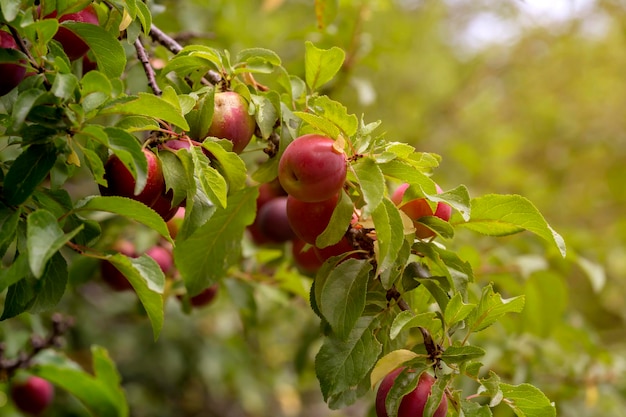 La prugna selvatica Prunus cerasifera con frutti in primo piano